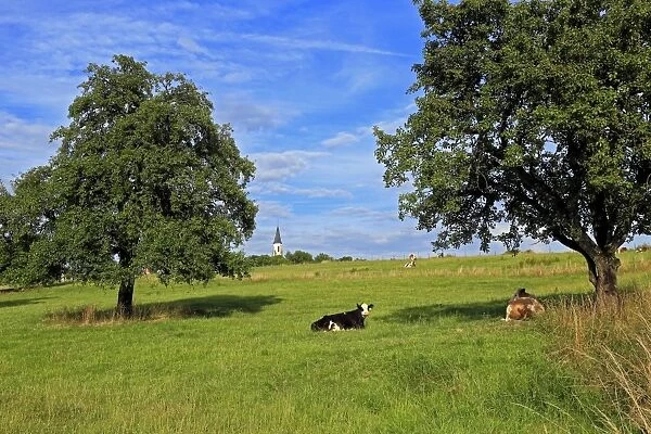 Cows and fruit trees near Merzkirchen, Saargau, Rhineland-Palatinate, Germany, Europe