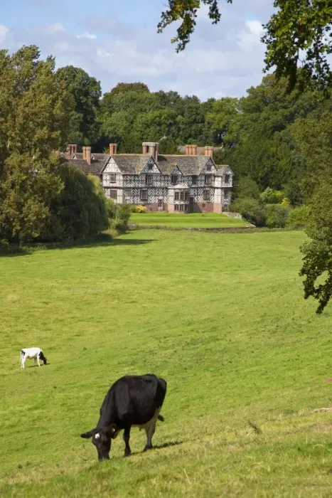 Framed Print : Cows graze on meadows surrounding Pitchford Hall, an Elizabethan half-timbered house Framed Print : Cows graze on meadows surrounding Pitchford Hall, an Elizabethan half-timbered house