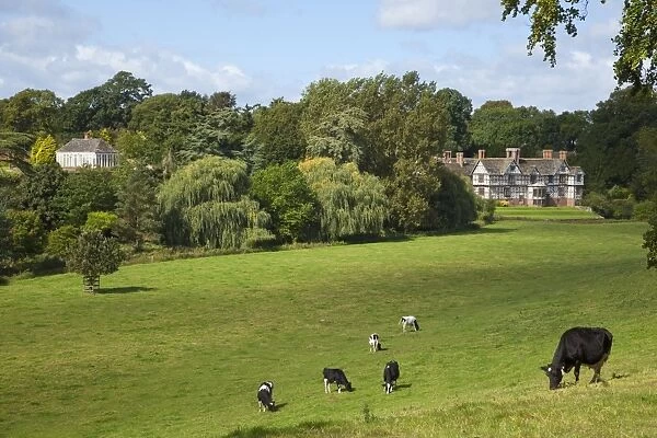 Cows graze on meadows surrounding Pitchford Hall, an Elizabethan half-timbered house