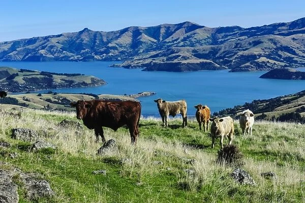 Cows grazing above the Akaroa harbour, Banks Peninsula, Canterbury, South Island, New Zealand, Pacific
