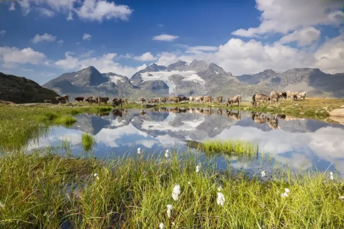 Framed Print : Cows grazing on green pastures surrounding the alpine lake, Val Bugliet, Canton of Graubunden Framed Print : Cows grazing on green pastures surrounding the alpine lake, Val Bugliet, Canton of Graubunden