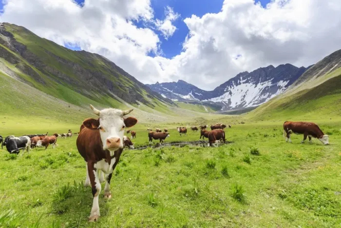 Framed Print : Cows grazing in Malatra Valley, Ferret Valley, Courmayeur, Aosta Valley, Italy, Europe Framed Print : Cows grazing in Malatra Valley, Ferret Valley, Courmayeur, Aosta Valley, Italy, Europe