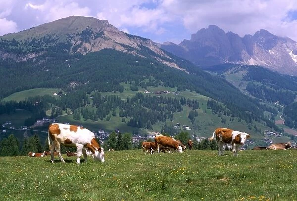 Cows grazing at Monte Pana and Leodle Geisler Odles