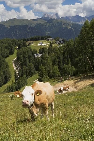 Cows grazing near the Rosengarten Mountains in the Dolomites near Canazei, Trentino-Alto Adige, Italy, Europe