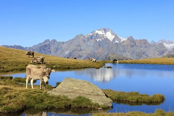 Cows grazing on the shore of Lakes of Campagneda, Malenco Valley, Province of Sondrio
