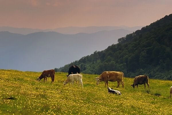 Cows grazing, the Vosges, Alsace, France, Europe