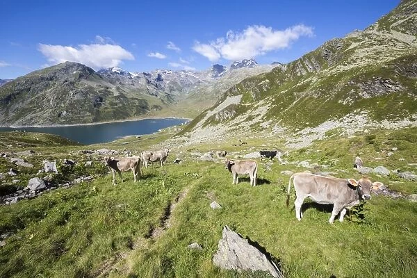 Cows in the green pastures with Lake Montespluga in the background, Chiavenna Valley