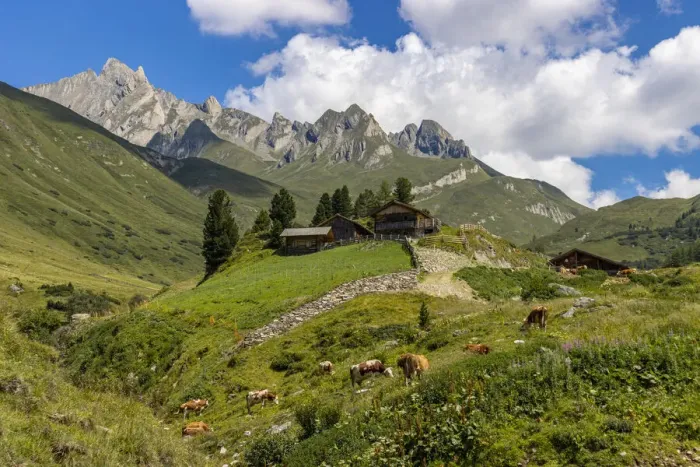 Framed Print : Cows and mountain hut in summer, Aurina Valley, Dolomites, South Tyrol, Italy, Europe Framed Print : Cows and mountain hut in summer, Aurina Valley, Dolomites, South Tyrol, Italy, Europe