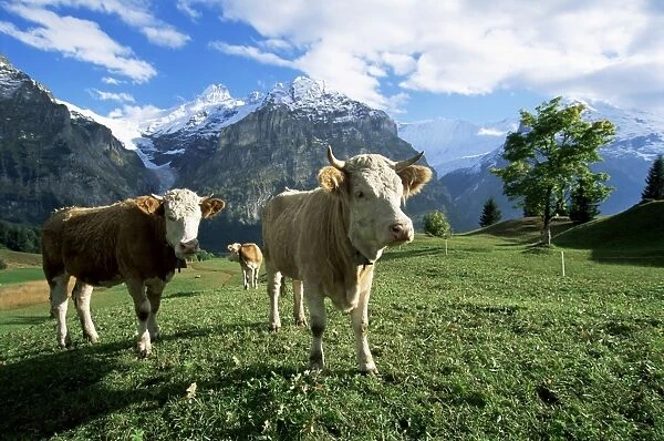 Cows near Grindelwald