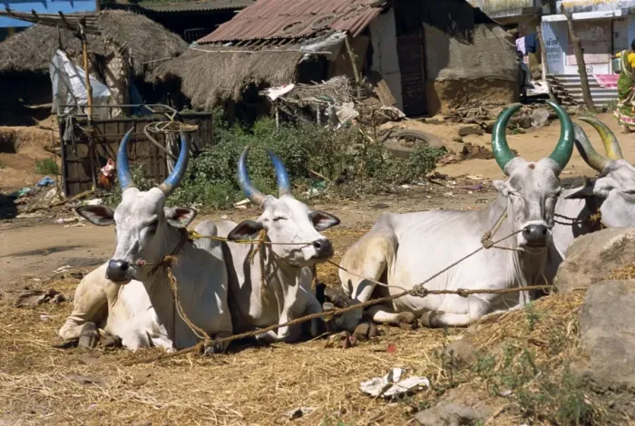 Framed Print : Cows with painted horns