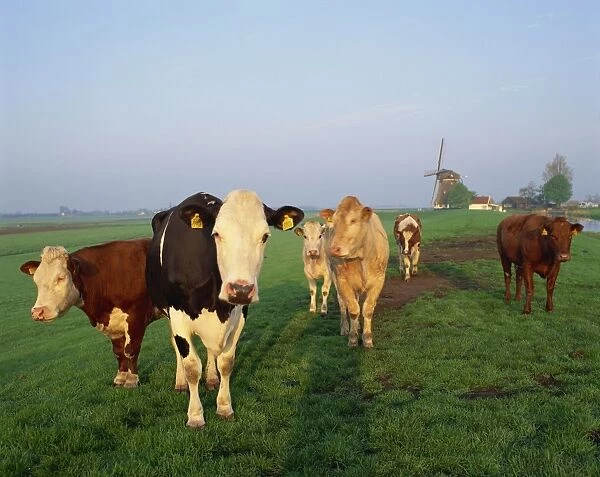 Cows on a polder in the early morning