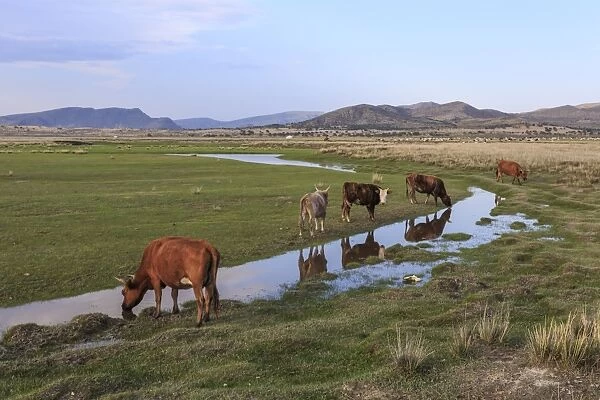 Cows reflected in a small pool, grass and mountains, evening, Khogno Khan Uul Nature Reserve