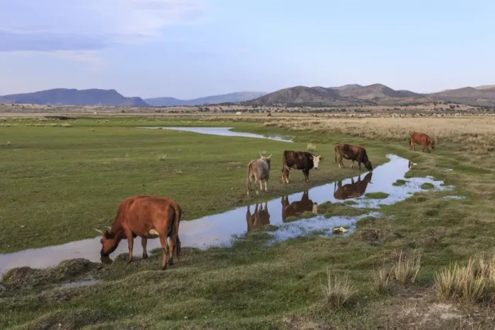 Framed Print : Cows reflected in a small pool, grass and mountains, evening, Khogno Khan Uul Nature Reserve Framed Print : Cows reflected in a small pool, grass and mountains, evening, Khogno Khan Uul Nature Reserve