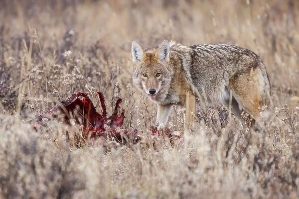 Coyote (Canis latrans) feeding on an elk carcass in Rocky Mountain National Park, Colorado, United States of America, North America