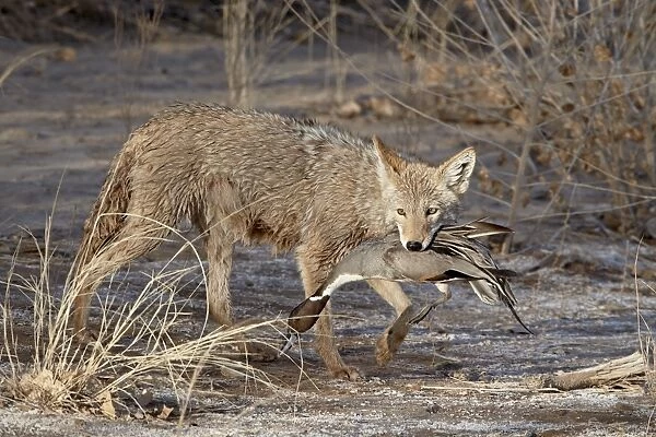 Coyote (Canis latrans) with a NorthernpPintail (Anas acuta) in its mouth
