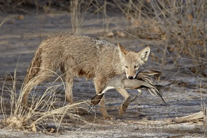 Framed Print : Coyote (Canis latrans) with a NorthernpPintail (Anas acuta) in its mouth Framed Print : Coyote (Canis latrans) with a NorthernpPintail (Anas acuta) in its mouth