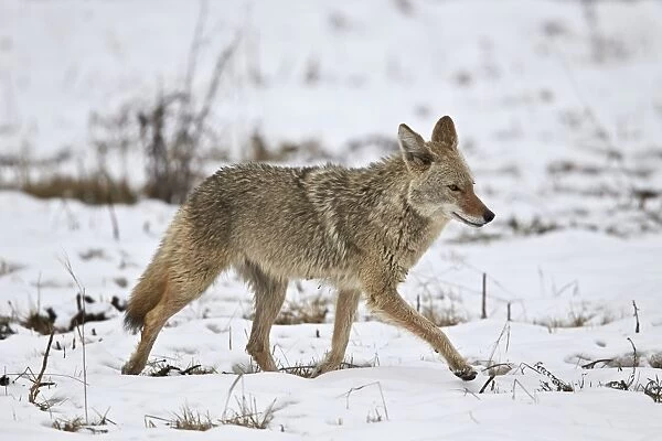 Coyote (Canis latrans) on the snow in the spring, Yellowstone National Park, Wyoming, United States of America, North America