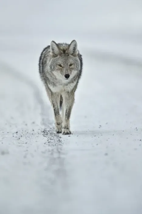 Framed Print : Coyote (Canis latrans) in the snow in winter, Yellowstone National Park, Wyoming Framed Print : Coyote (Canis latrans) in the snow in winter, Yellowstone National Park, Wyoming