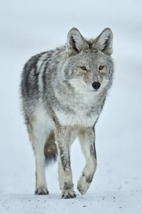 Framed Print : Coyote (Canis latrans) in the snow in winter, Yellowstone National Park, Wyoming Framed Print : Coyote (Canis latrans) in the snow in winter, Yellowstone National Park, Wyoming