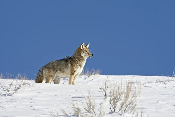 Coyote (Canis latrans) in snow, Yellowstone National Park, Wyoming, United States of America