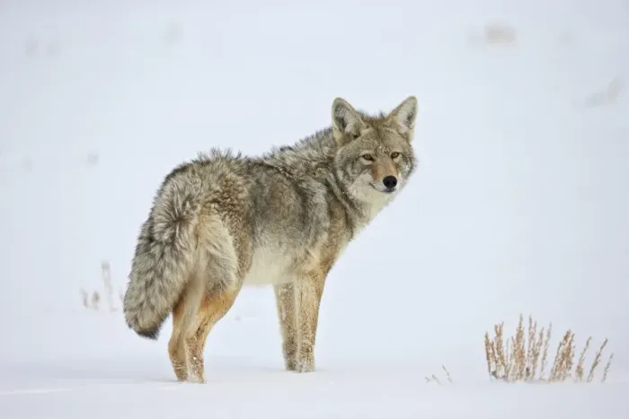 Framed Print : Coyote (Canis latrans) in the snow, Yellowstone National Park, Wyoming, United States of America, North America Framed Print : Coyote (Canis latrans) in the snow, Yellowstone National Park, Wyoming, United States of America, North America