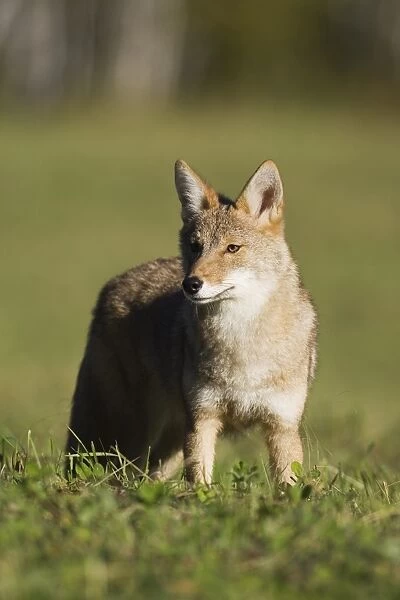 Coyote (Canis latrans) standing