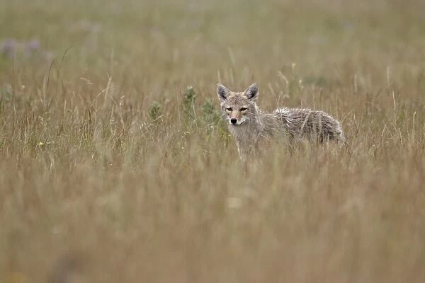 Coyote (Canis latrans), Waterton Lakes National Park, Alberta, Canada, North America