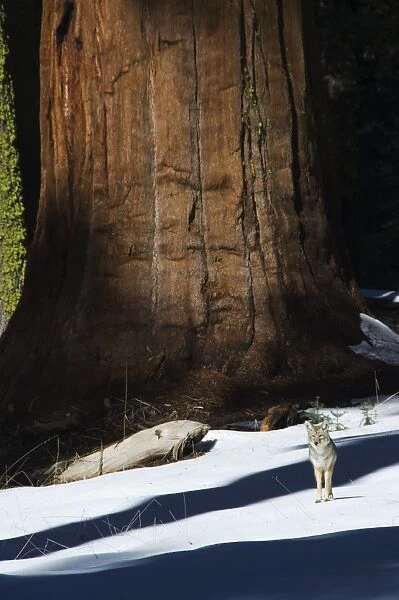A coyote is dwarfed by a tall sequoia tree trunk in