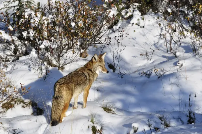 Framed Print : Coyote walking through snow, Kananaskis Country, Alberta, Canada, North America Framed Print : Coyote walking through snow, Kananaskis Country, Alberta, Canada, North America