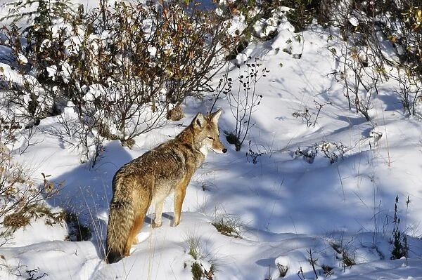 Coyote walking through snow, Kananaskis Country, Alberta, Canada, North America