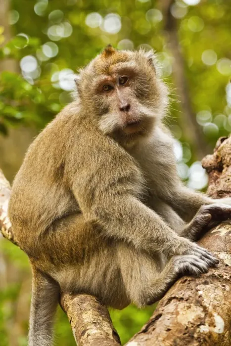 Framed Print : Crab-eating (long-tailed) macaque monkey, known for stealing from tourists, National Park, Pangandaran, Java, Indonesia, Southeast Asia, Asia Framed Print : Crab-eating (long-tailed) macaque monkey, known for stealing from tourists, National Park, Pangandaran, Java, Indonesia, Southeast Asia, Asia