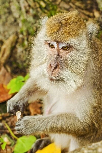 Crab-eating (long-tailed) macaque monkey, known for stealing from tourists, National Park, Pangandaran, Java, Indonesia, Southeast Asia, Asia