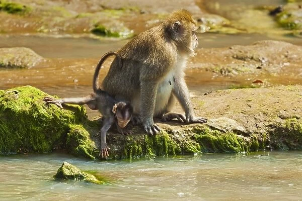 Crab-eating (long-tailed) macaque monkey with baby by a river mouth in the national park at Pangandaran, Java, Indonesia, Southeast Asia, Asia
