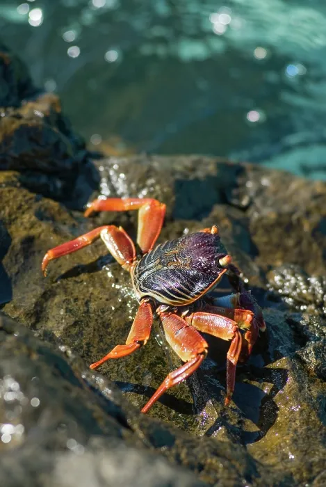 Framed Print : Crab, Tsarabanjina island, Mitsio archipelago, Republic of Madagascar, Indian Ocean