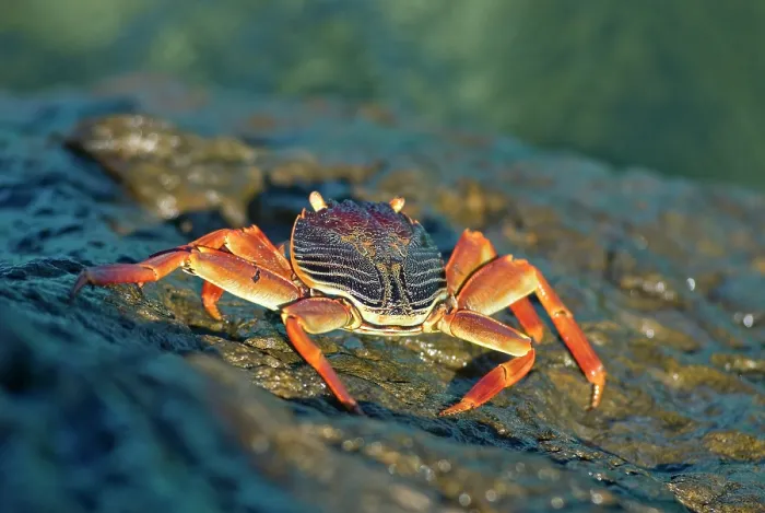 Framed Print : Crab, Tsarabanjina island, Mitsio archipelago, Republic of Madagascar, Indian Ocean Framed Print : Crab, Tsarabanjina island, Mitsio archipelago, Republic of Madagascar, Indian Ocean