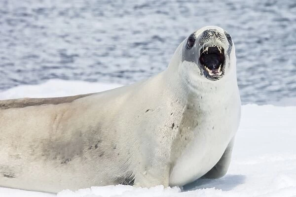 Crabeater seal (Lobodon carcinophaga) showing teeth while resting on ice floe in Paradise Bay, Antarctica, Polar Regions