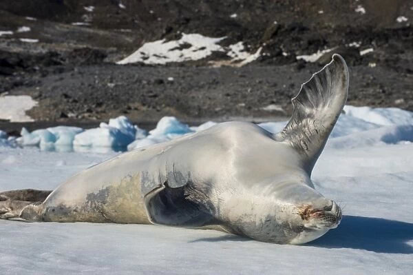 Crabeater Seal (Lobodon carcinophaga) (carcinophagus) lies on its back on an ice floe in Hope Bay
