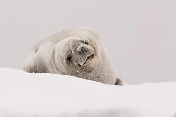 Crabeater seal (Lobodon carcinophaga), Portal Point, Antarctica, Polar Regions