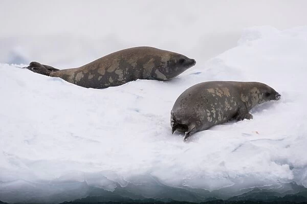 Crabeater seal (Lobodon carcinophaga) on the ice, Wilhelmina Bay, Antarctica, Polar