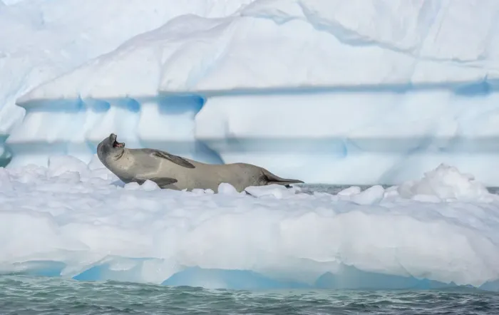 Framed Print : Crabeater seal with open mouth on ice floe, Antarctica, Polar Regions Framed Print : Crabeater seal with open mouth on ice floe, Antarctica, Polar Regions