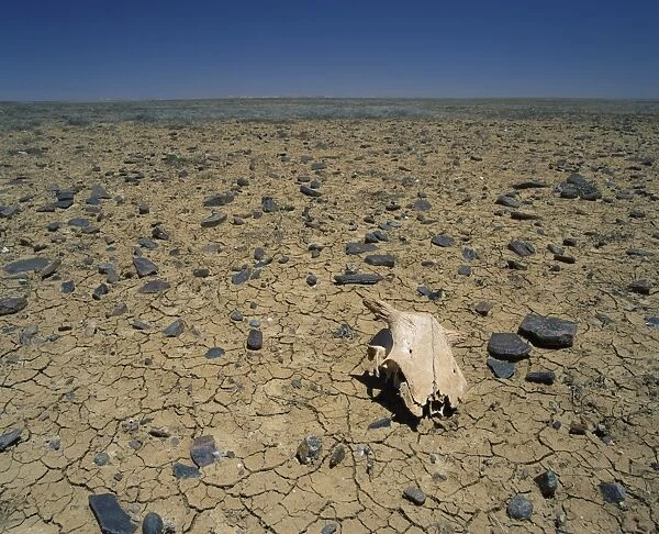 Cracked earth and cattle skull in the Outback of South Australia, Australia, Pacific