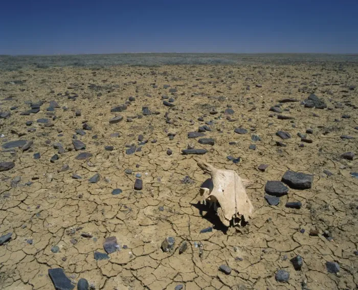 Framed Print : Cracked earth and cattle skull in the Outback of South Australia, Australia, Pacific Framed Print : Cracked earth and cattle skull in the Outback of South Australia, Australia, Pacific