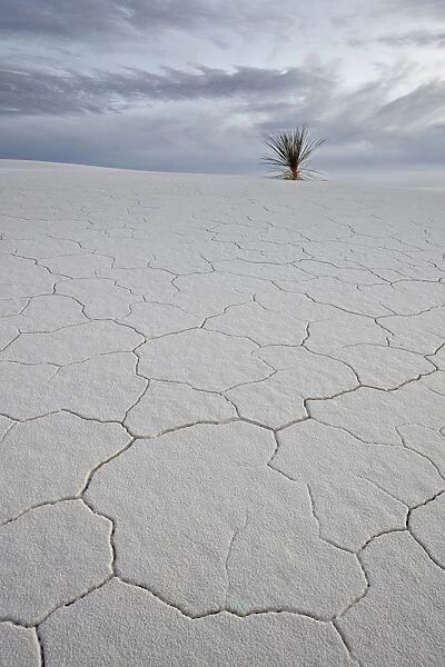 Cracked sand dune with a yucca, White Sands National Monument, New Mexico, United States of America, North America