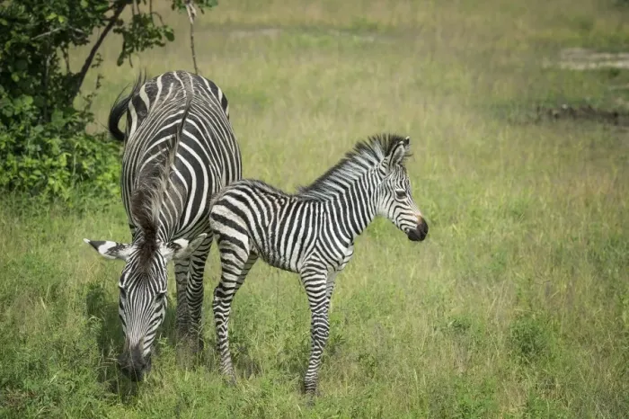 Framed Print : Crawshays zebra mother and foal (Equus quagga crawshayi), South Luangwa National Park Framed Print : Crawshays zebra mother and foal (Equus quagga crawshayi), South Luangwa National Park