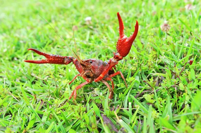 Framed Print : Crayfish in grassland near Beaumont, Texas, United States of America