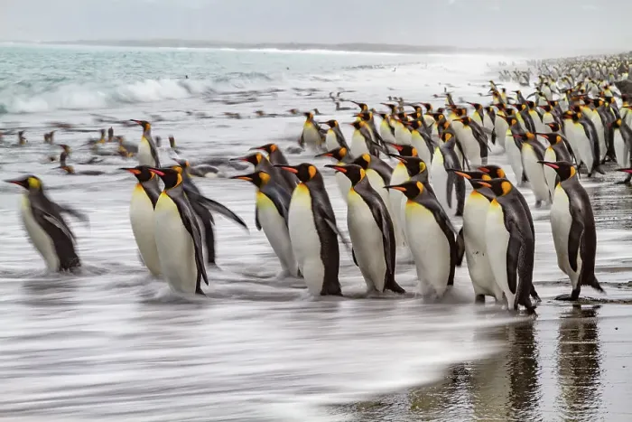 Framed Print : Creative motion blur image of adult king penguins (Aptenodytes patagonicus) returning to the sea on South Georgia, Polar Regions Framed Print : Creative motion blur image of adult king penguins (Aptenodytes patagonicus) returning to the sea on South Georgia, Polar Regions