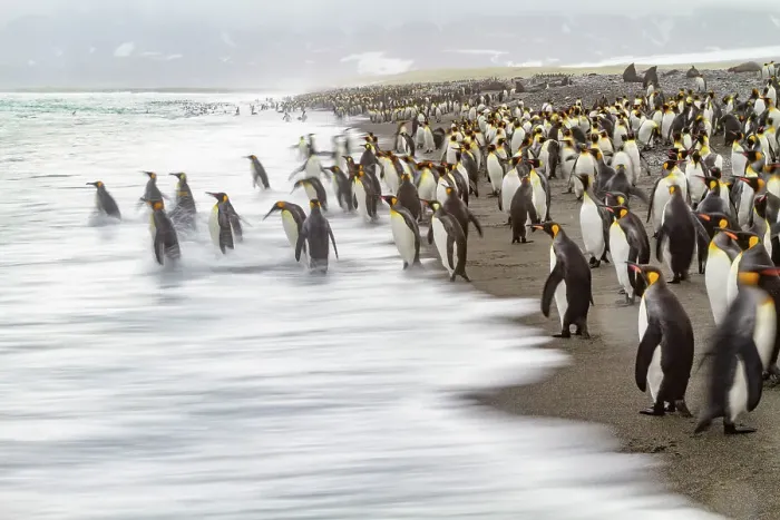 Framed Print : Creative motion blur image of adult king penguins (Aptenodytes patagonicus) returning to the sea on South Georgia, Polar Regions Framed Print : Creative motion blur image of adult king penguins (Aptenodytes patagonicus) returning to the sea on South Georgia, Polar Regions