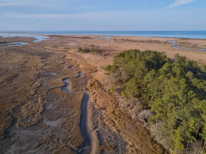 Framed Print : A creek at low tide winding through tidal salt marsh with Chesapeake Bay in Framed Print : A creek at low tide winding through tidal salt marsh with Chesapeake Bay in