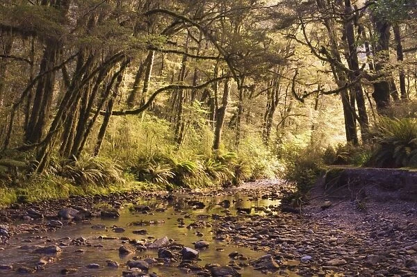 Creek through rainforest