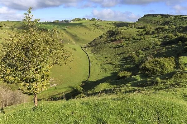 Cressbrook Dale National Nature Reserve in spring, elevated view, Peak District National Park